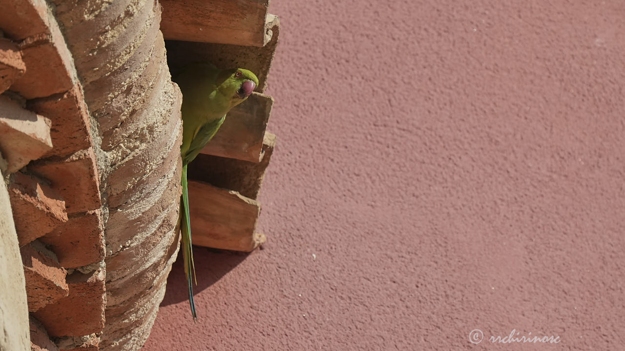 Rose-ringed parakeet