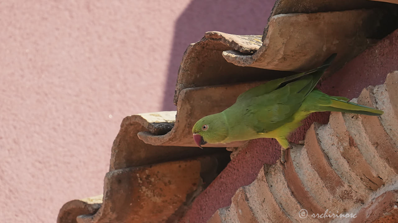 Rose-ringed parakeet