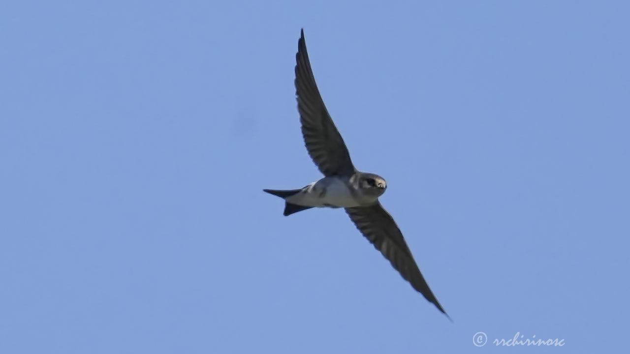 Western house-martin