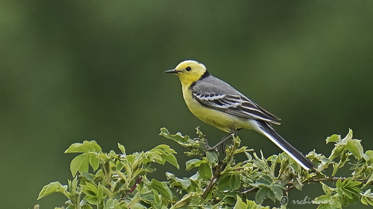 Citrine wagtail