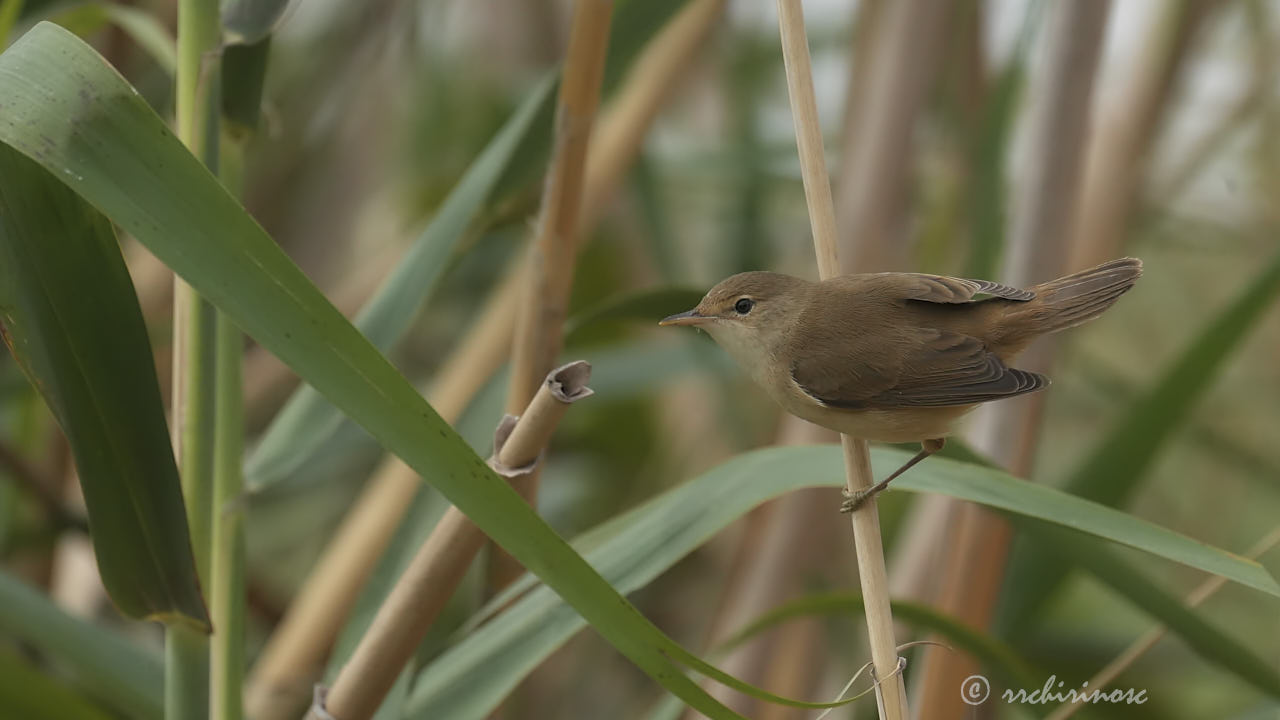 Savi's warbler