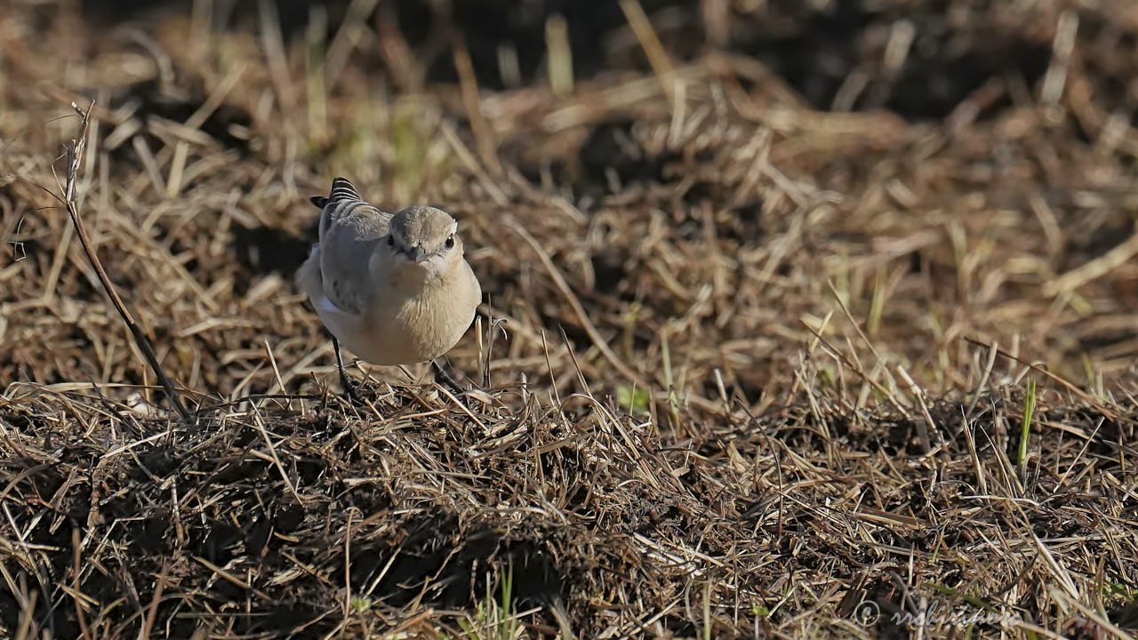 Isabelline wheatear