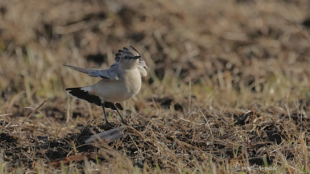Isabelline wheatear