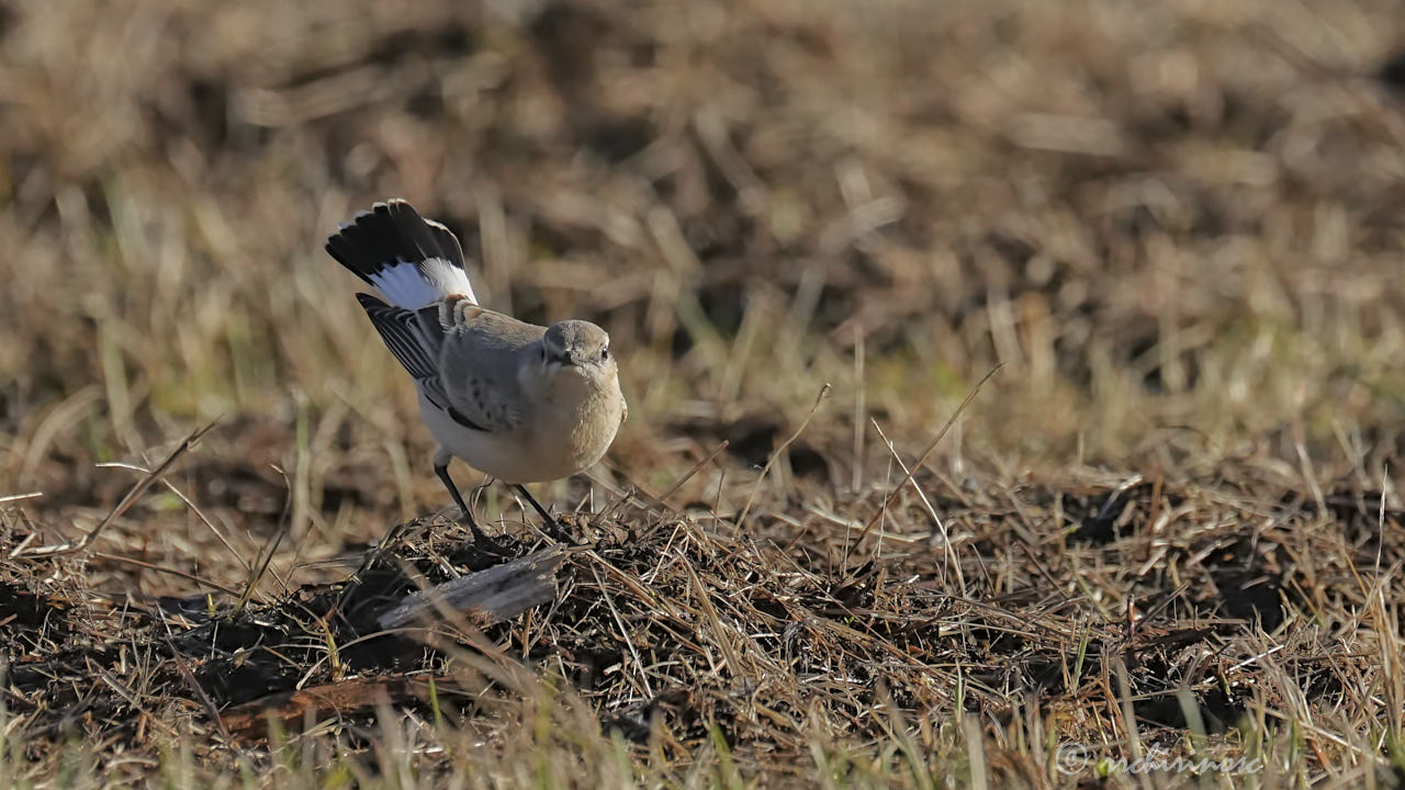 Isabelline wheatear