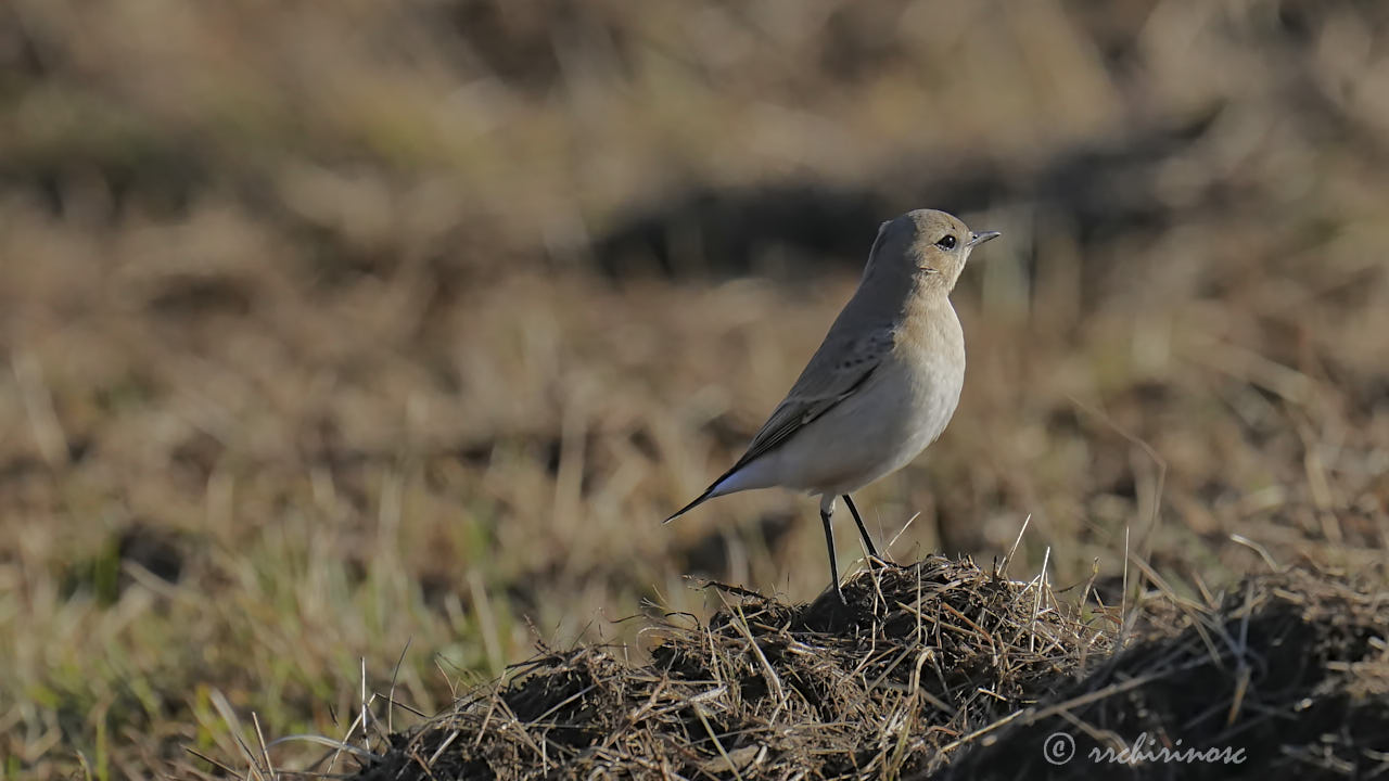 Isabelline wheatear
