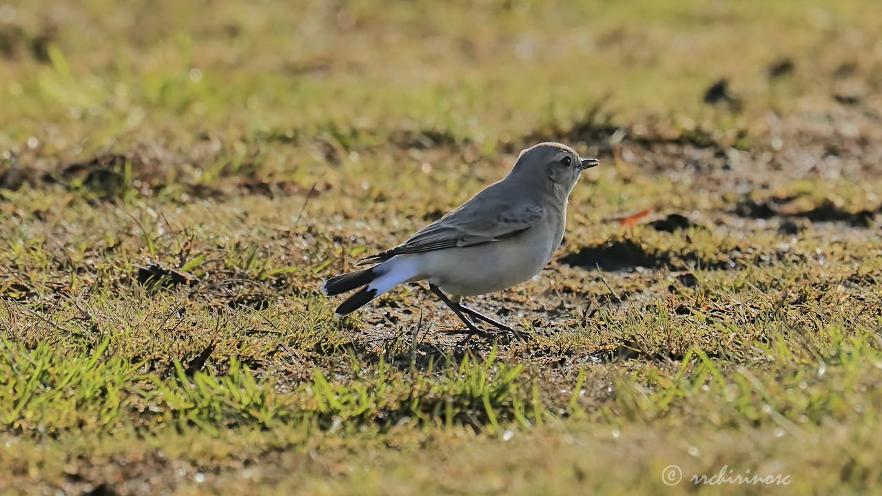 Isabelline wheatear