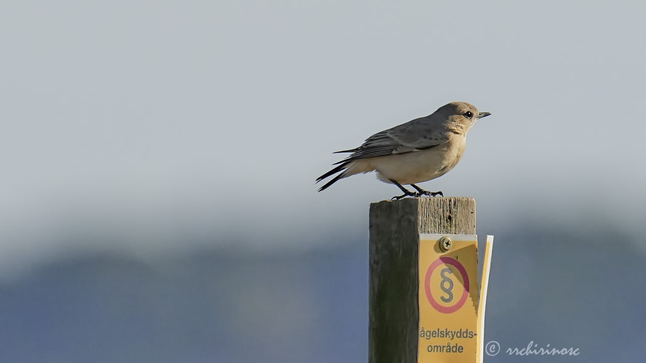 Isabelline wheatear