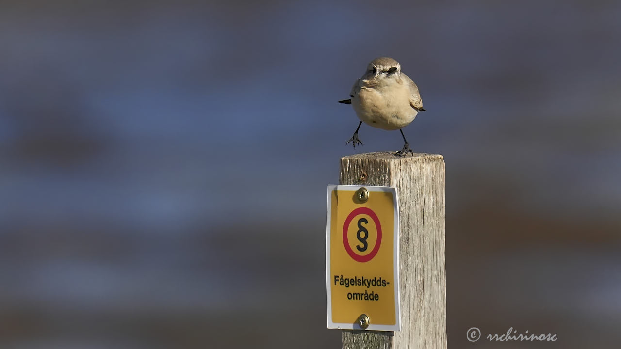 Isabelline wheatear