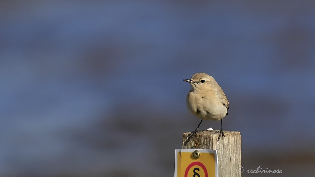 Isabelline wheatear