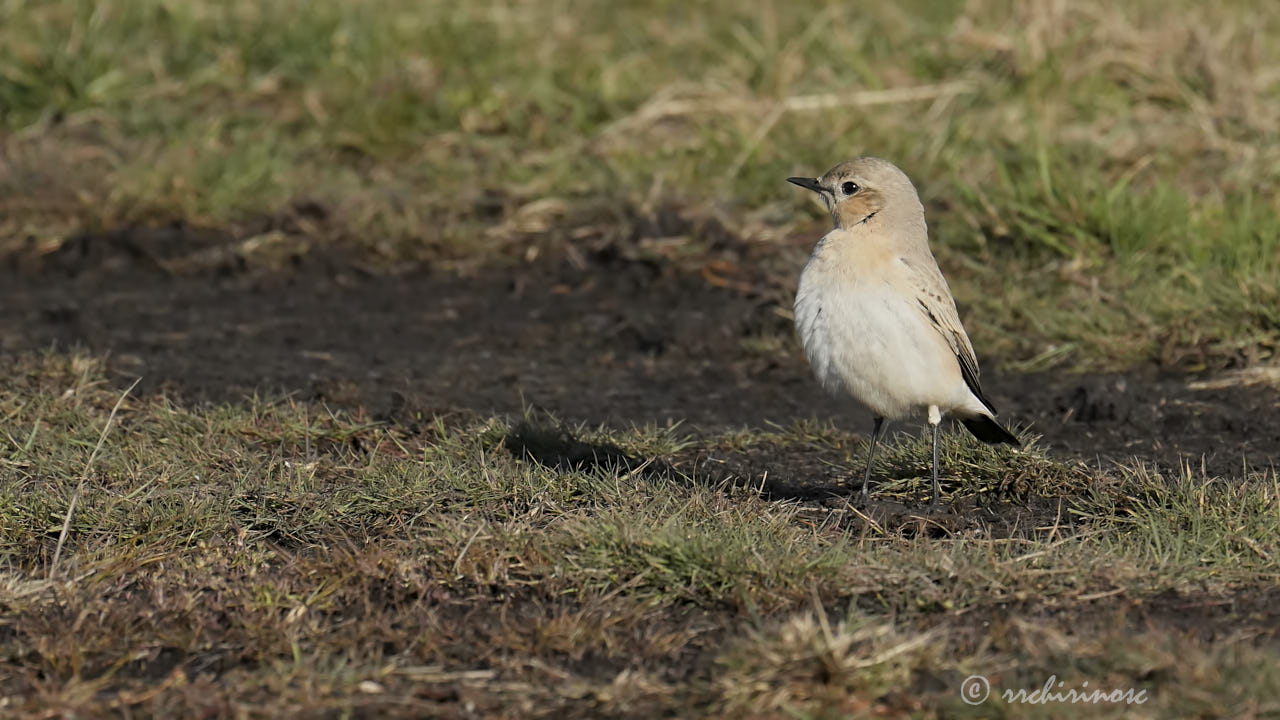 Isabelline wheatear
