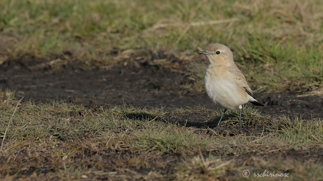 Isabelline wheatear