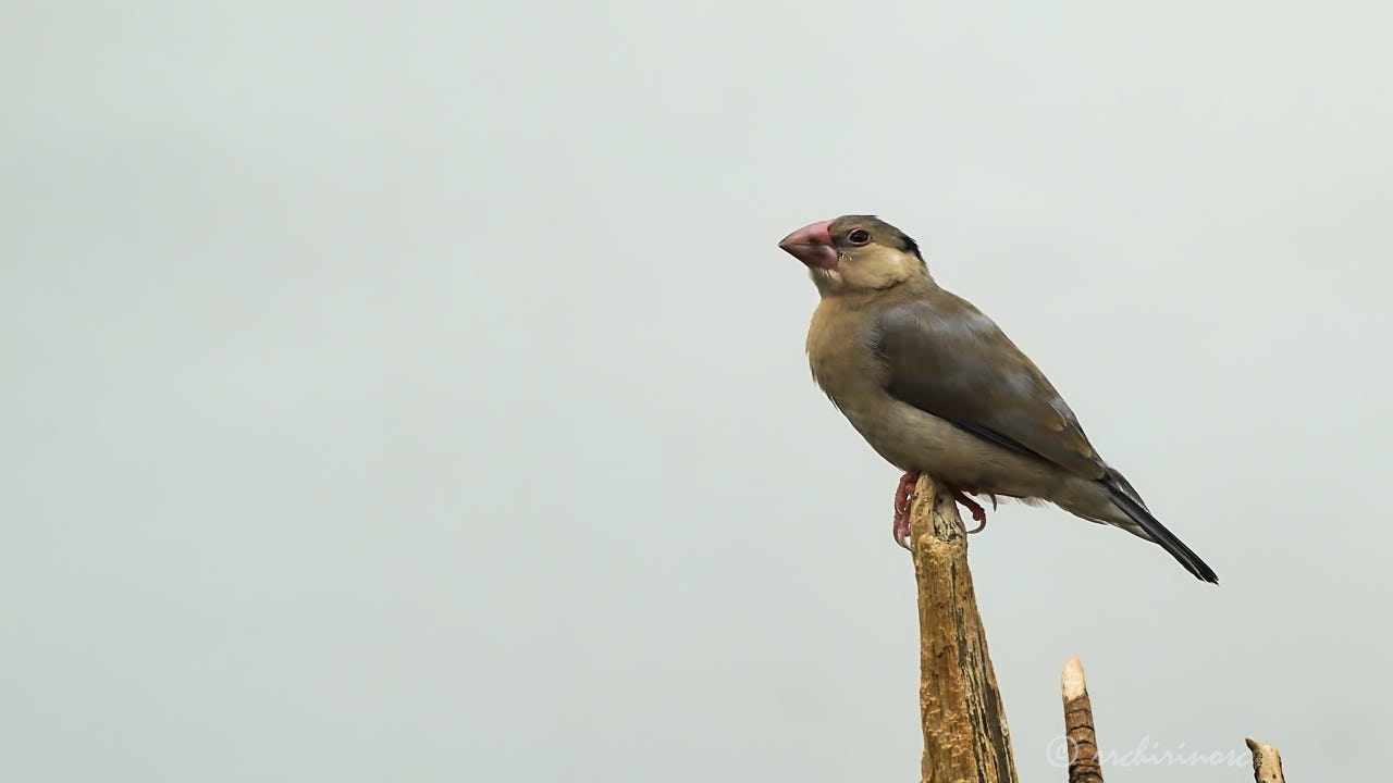 Java sparrow