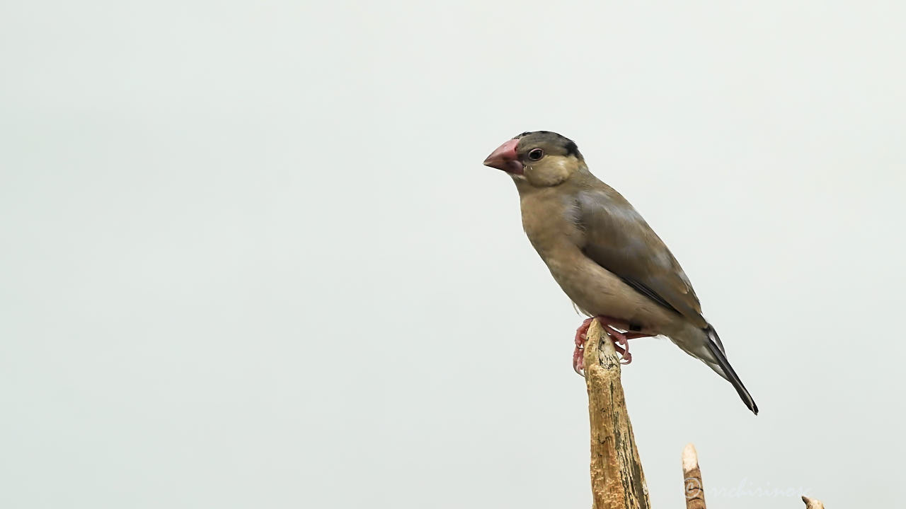 Java sparrow