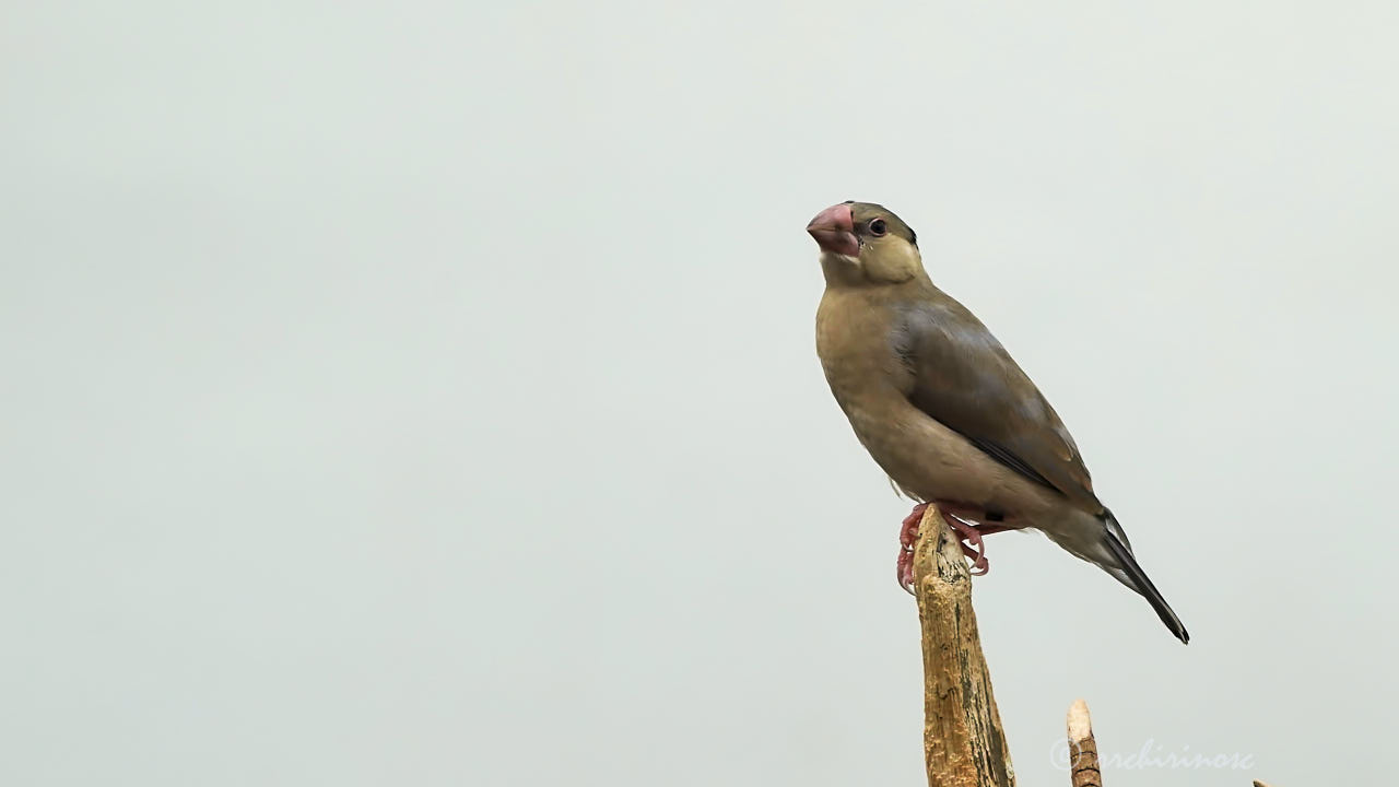 Java sparrow