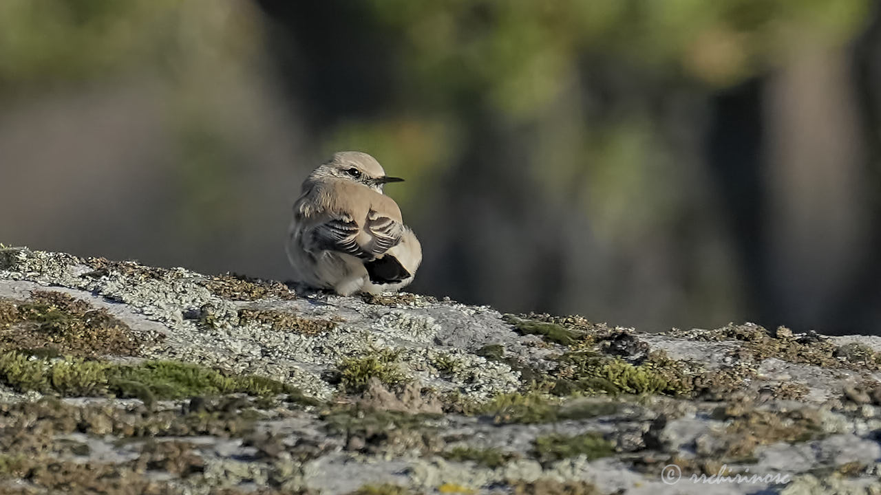 Desert wheatear