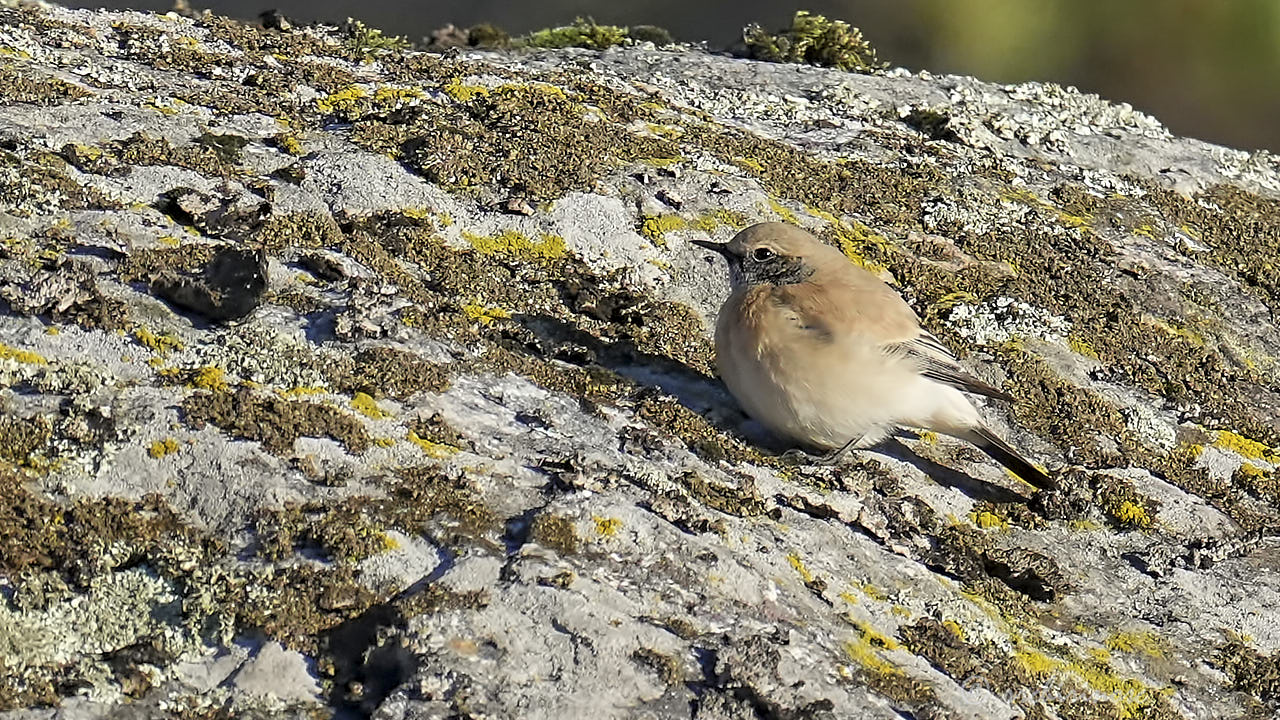 Desert wheatear