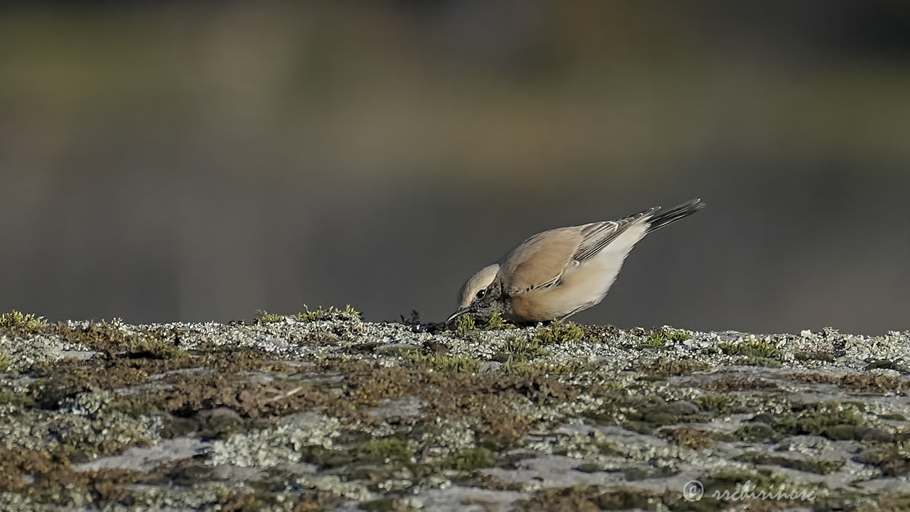 Desert wheatear