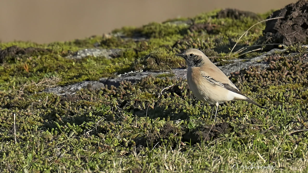 Desert wheatear