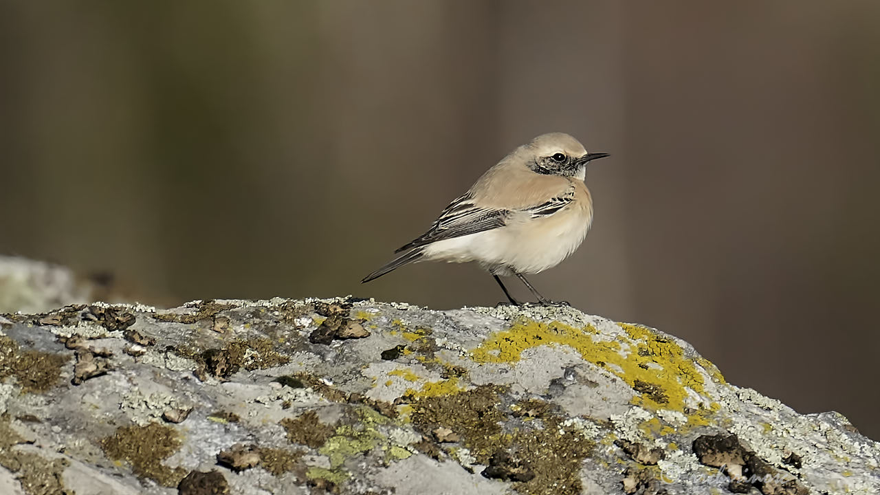 Desert wheatear