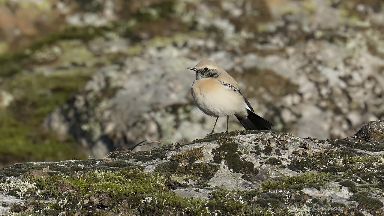 Desert wheatear