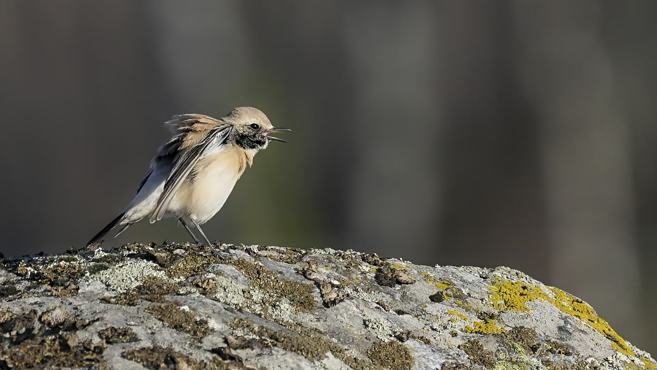Desert wheatear