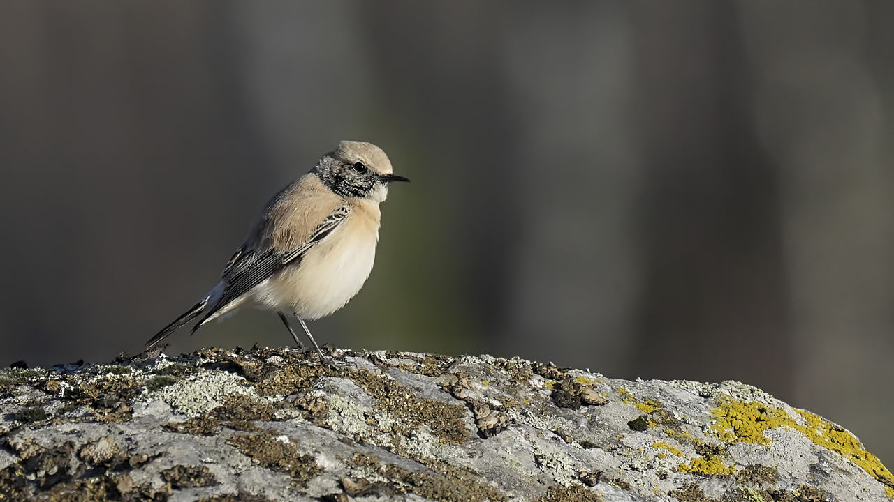 Desert wheatear