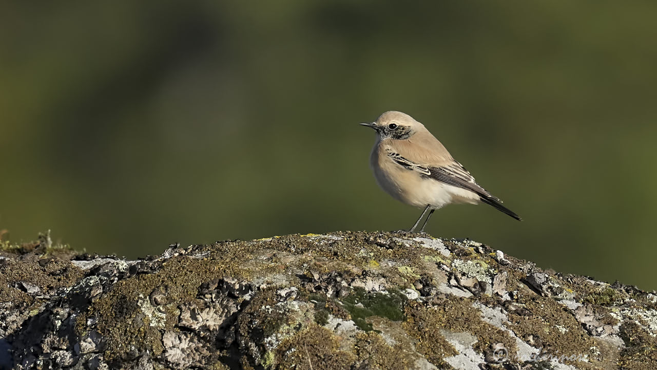 Desert wheatear