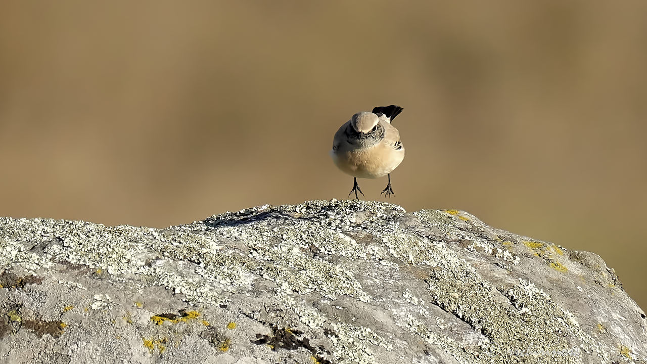 Desert wheatear