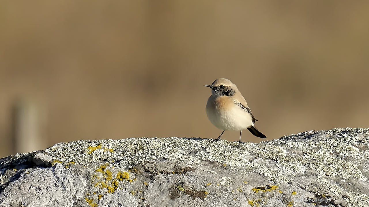 Desert wheatear
