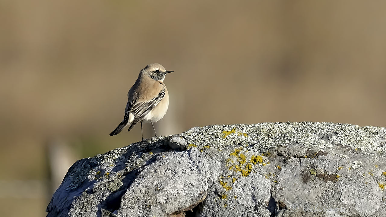 Desert wheatear