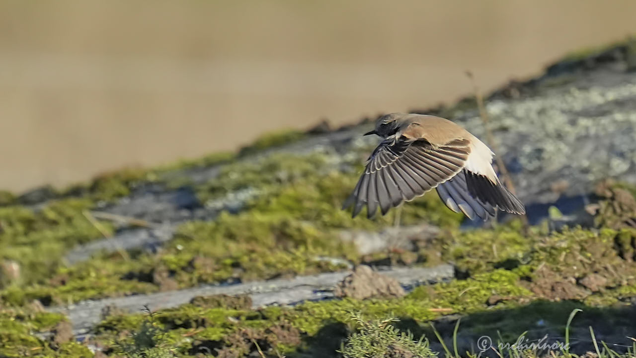 Desert wheatear