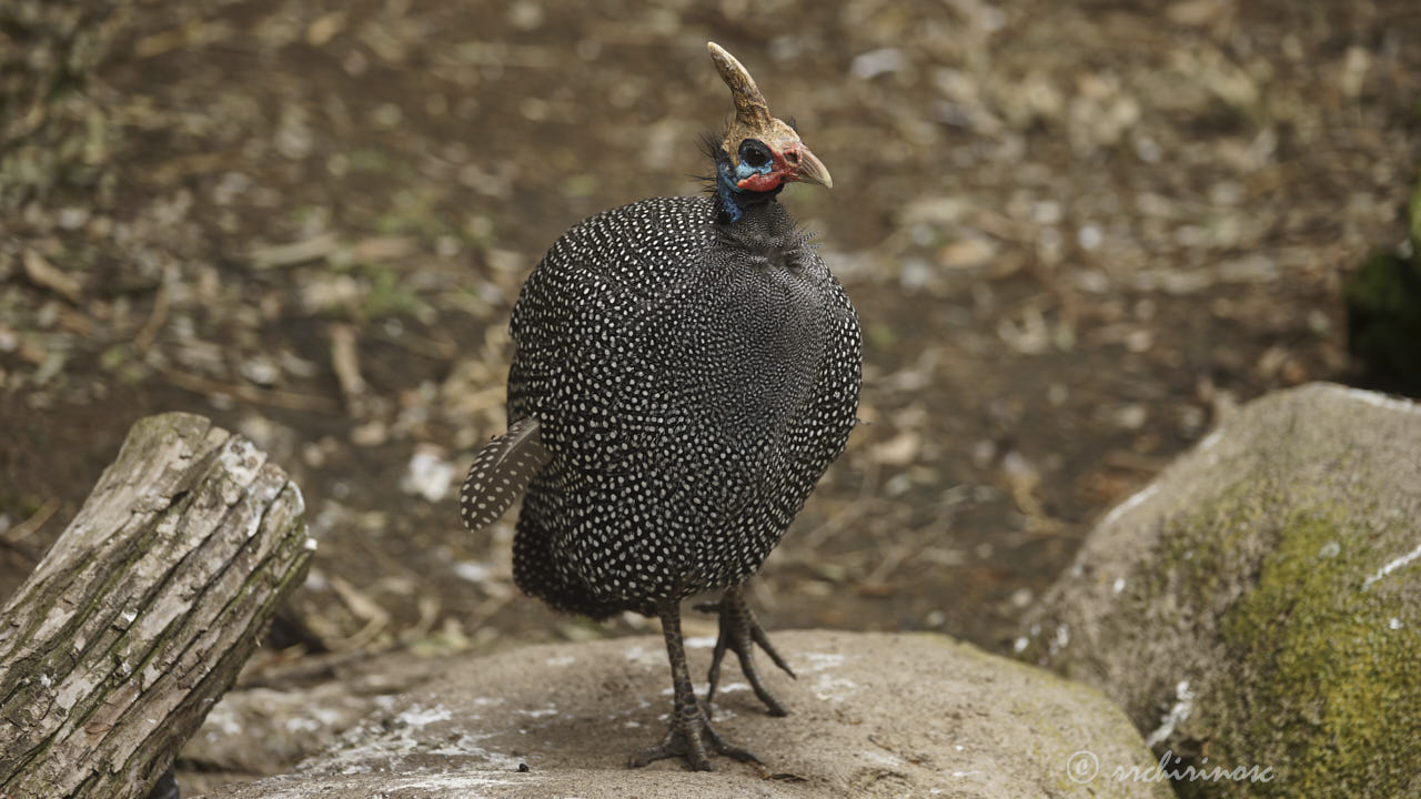 Helmeted guineafowl