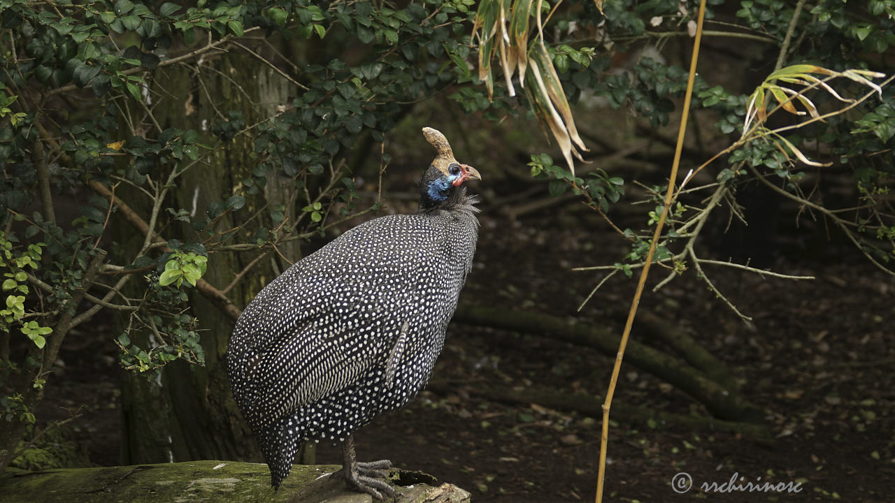 Helmeted guineafowl