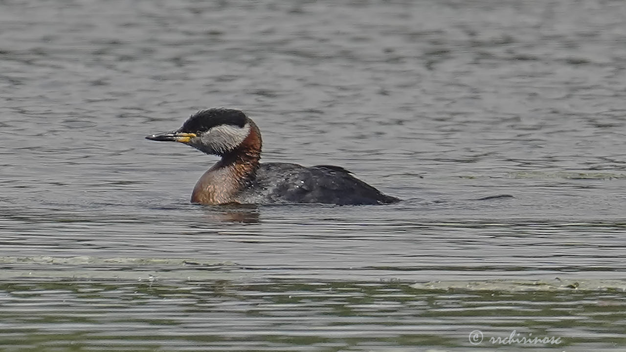 Red-necked grebe
