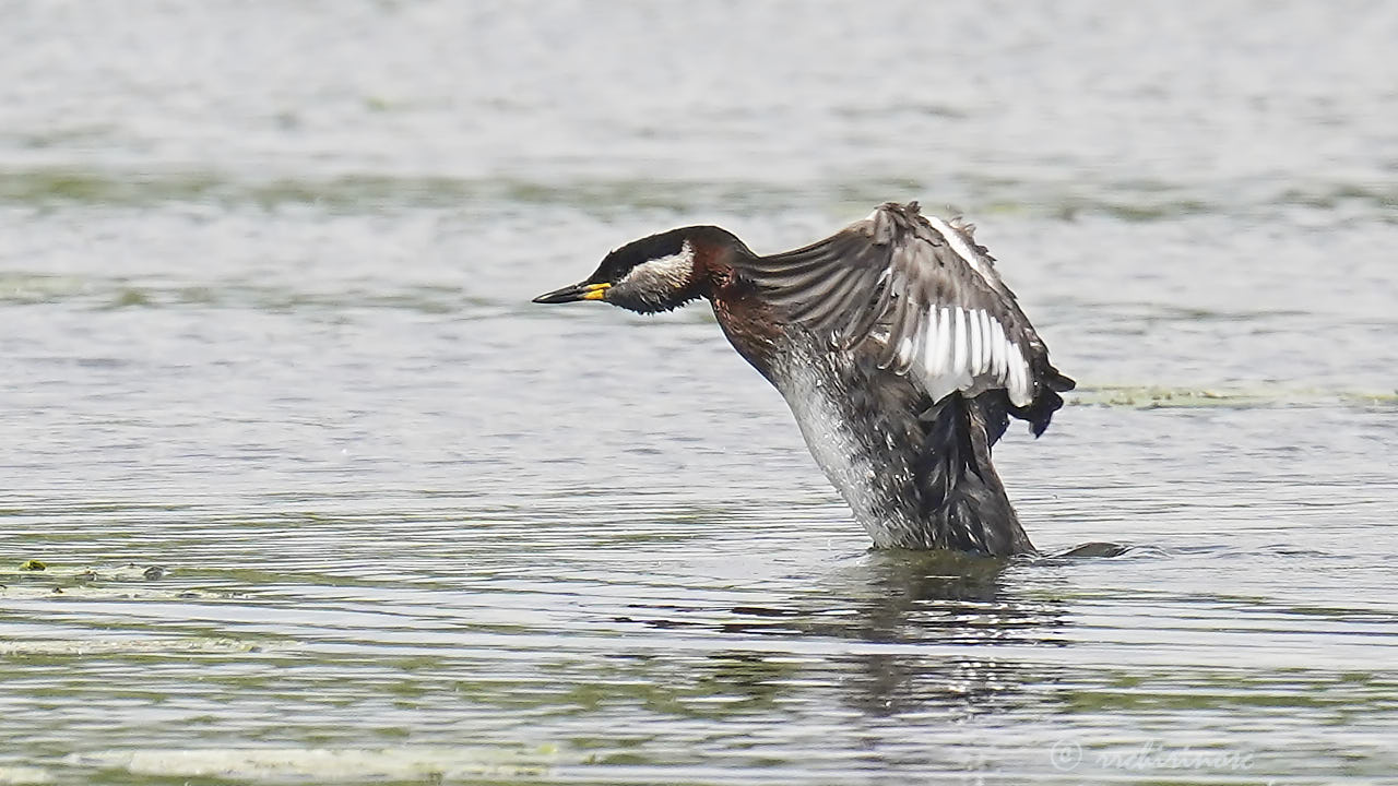 Red-necked grebe