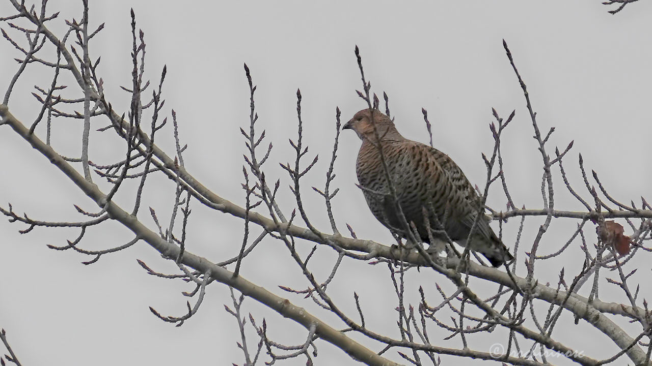 Black grouse