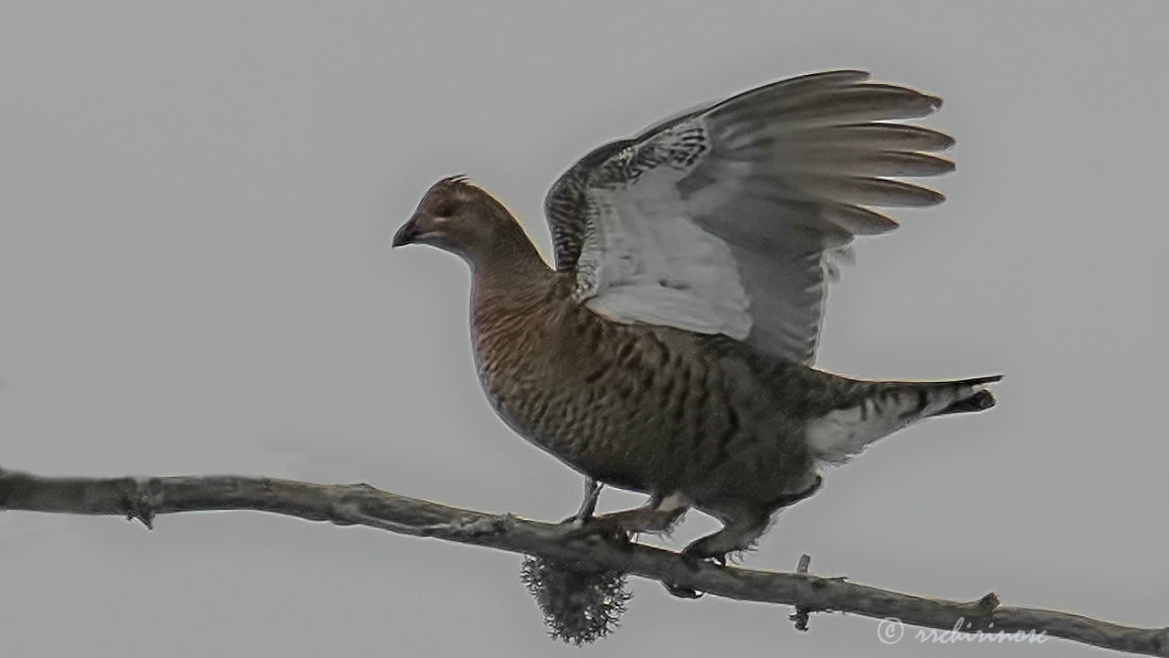 Black grouse