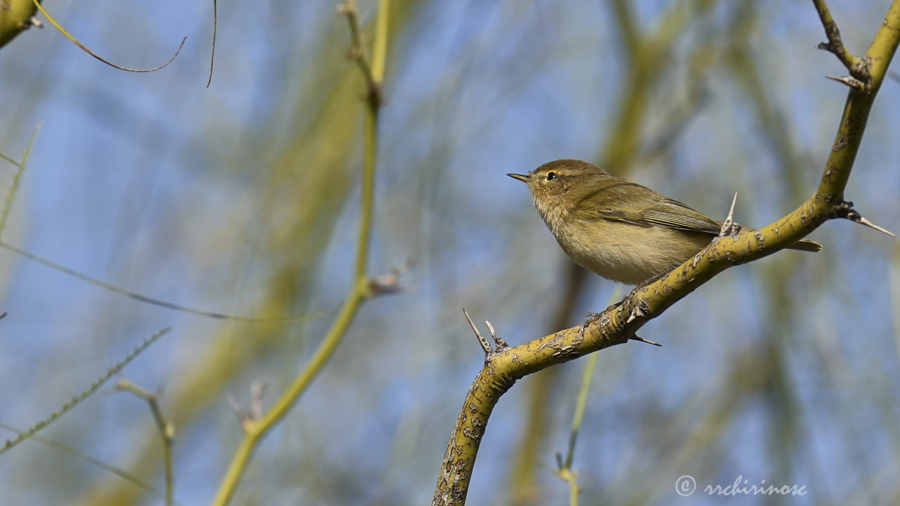Hume's warbler