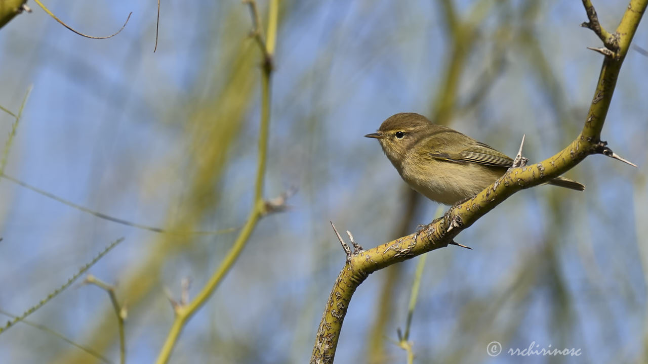 Hume's warbler