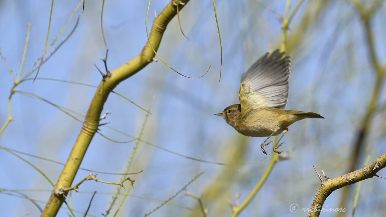 Hume's warbler