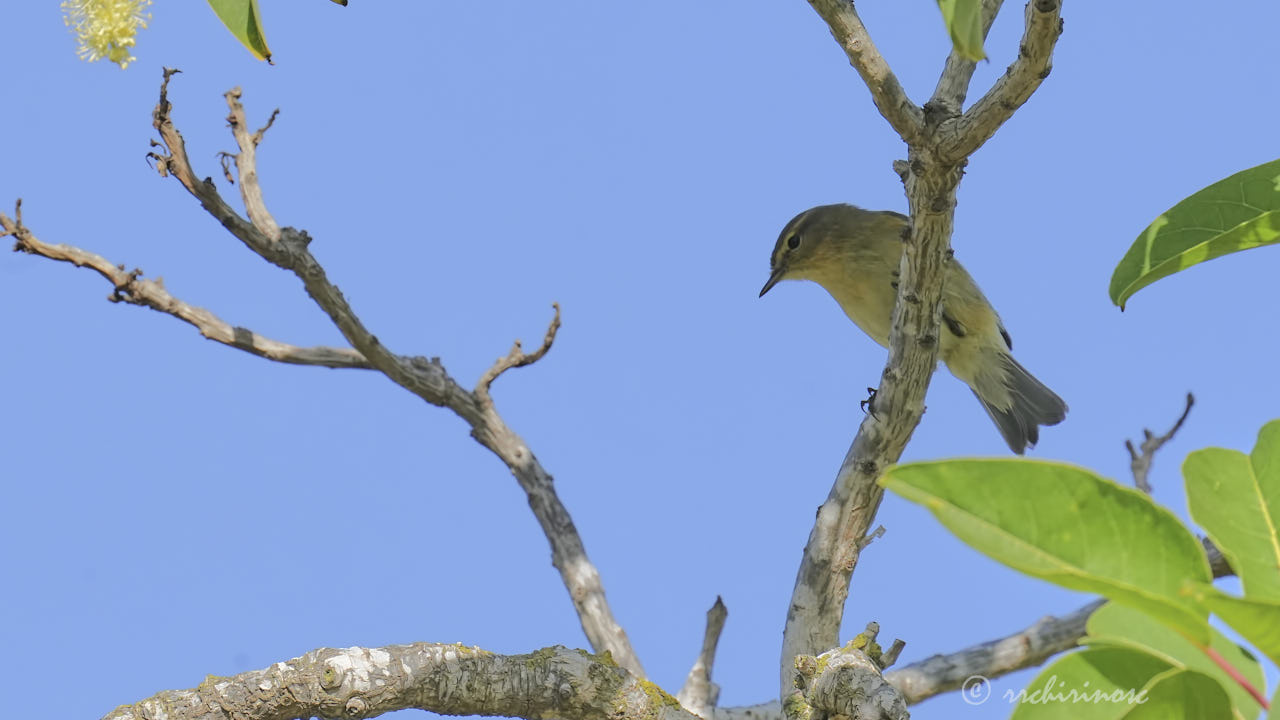 Hume's warbler