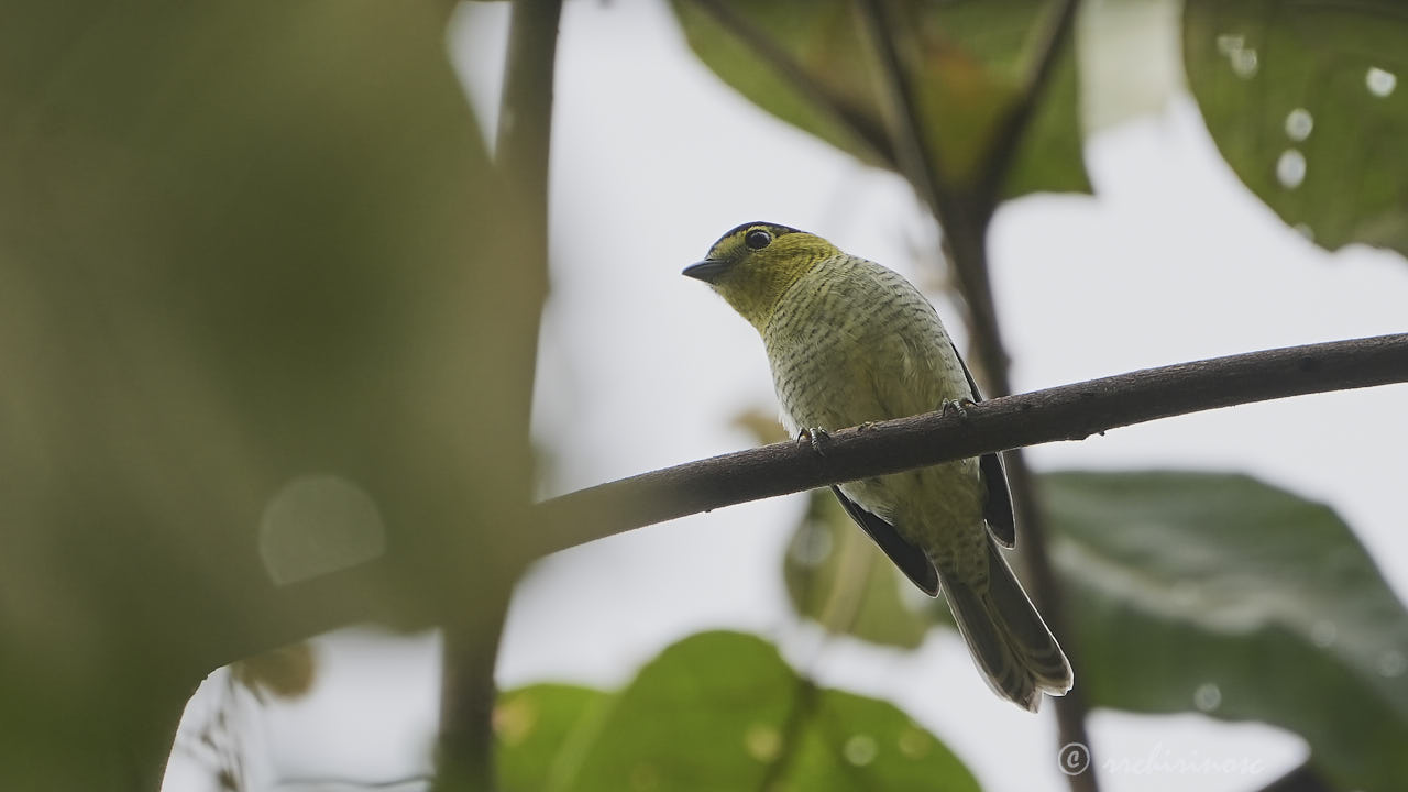 Barred becard