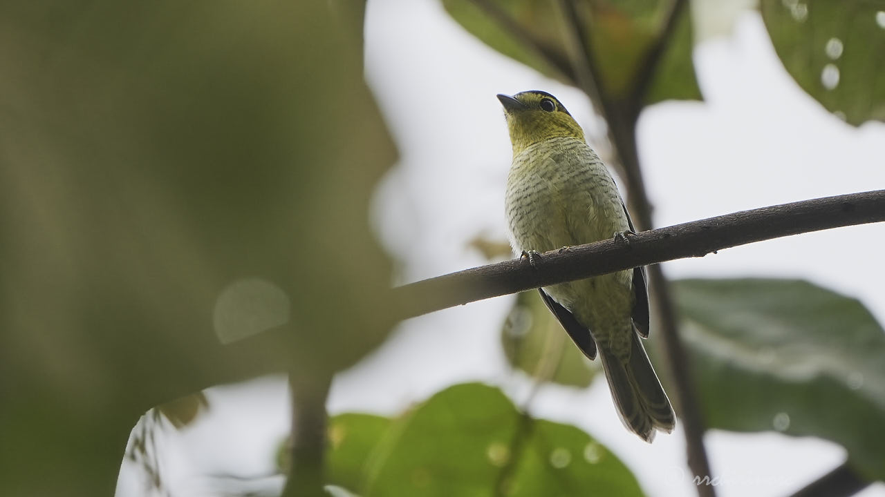 Barred becard
