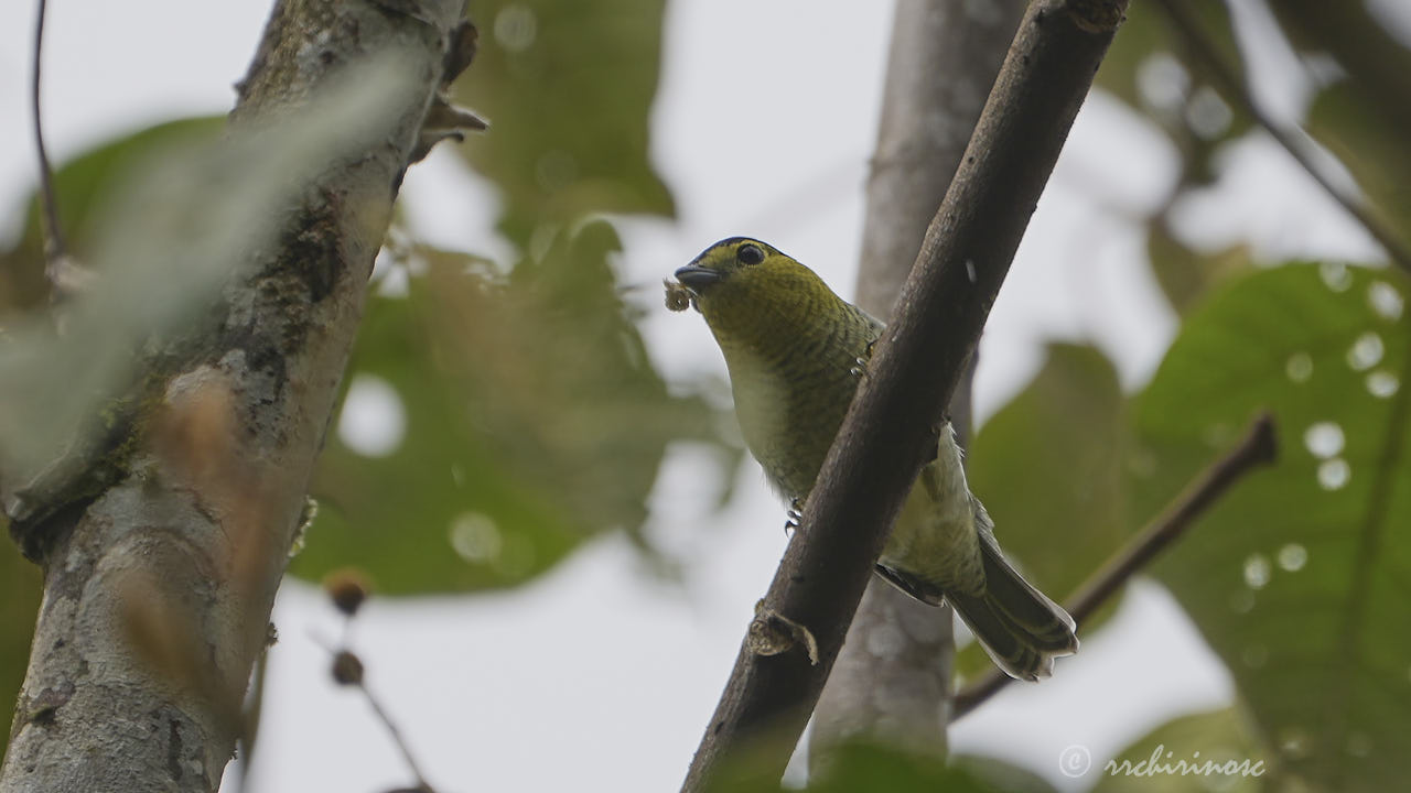 Barred becard