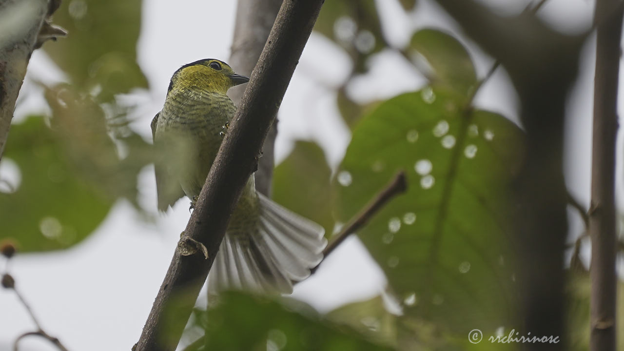 Barred becard