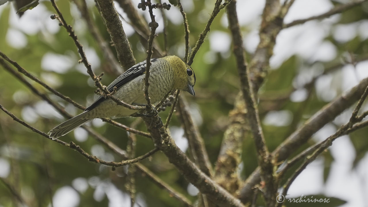 Barred becard