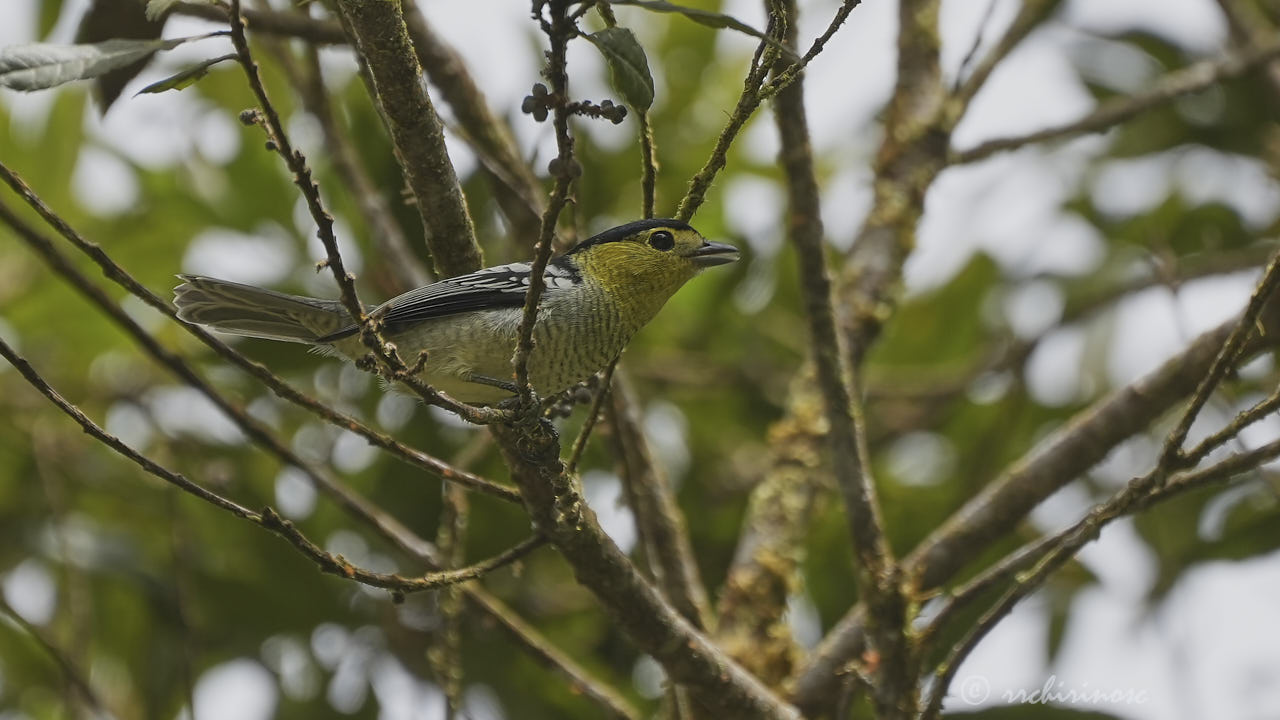 Barred becard