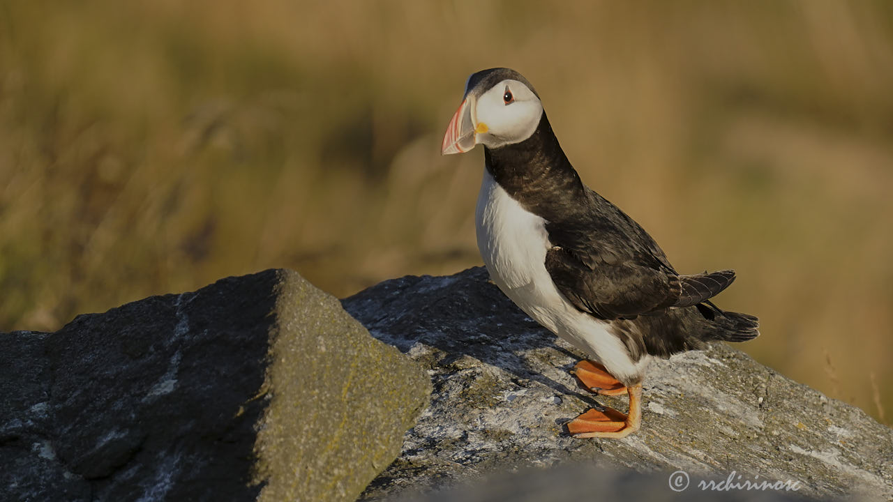 Atlantic puffin