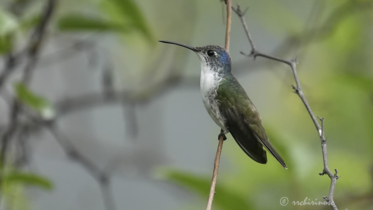 Andean emerald