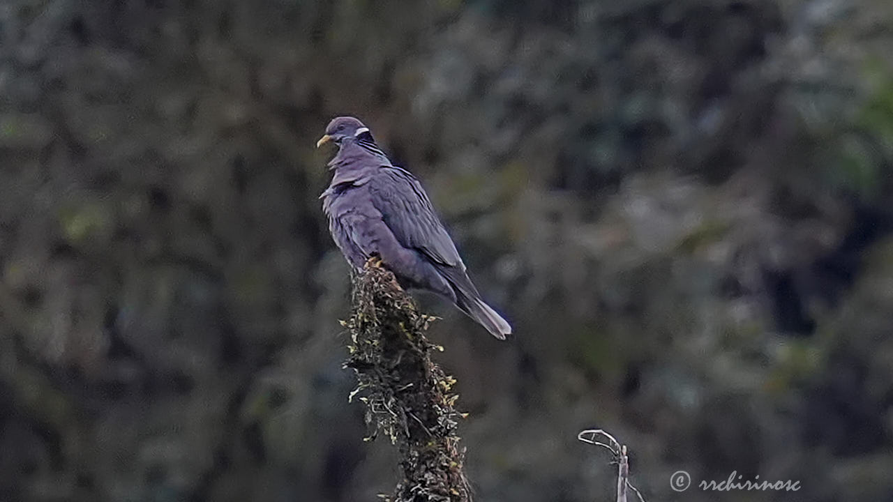 Band-tailed pigeon